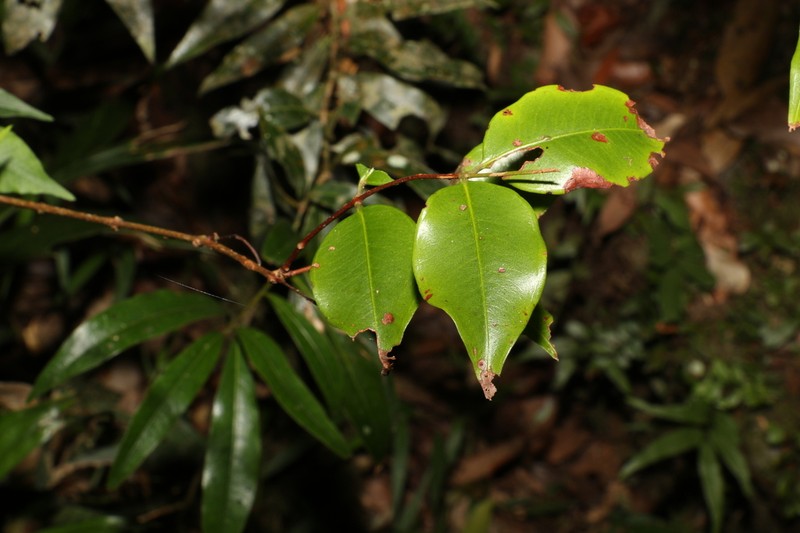 Decaspermum humile photo 6