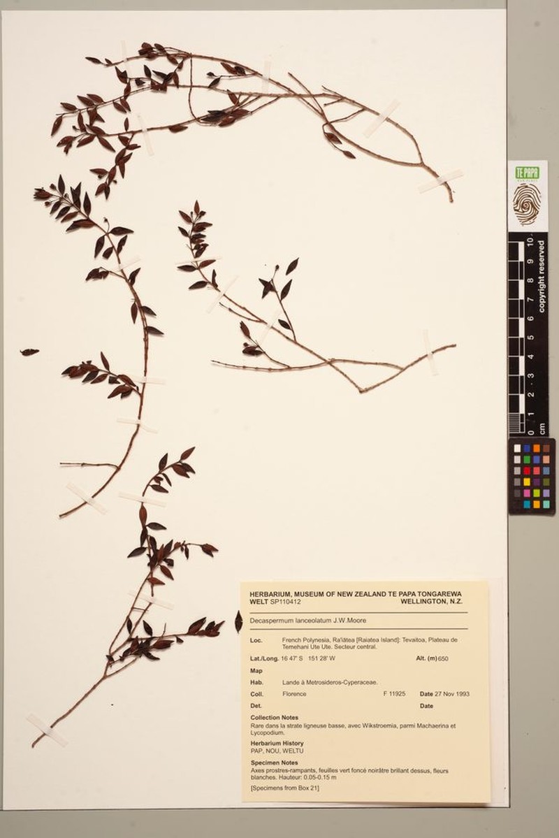 Decaspermum lanceolatum