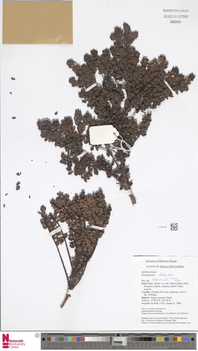 Decaspermum lorentzii