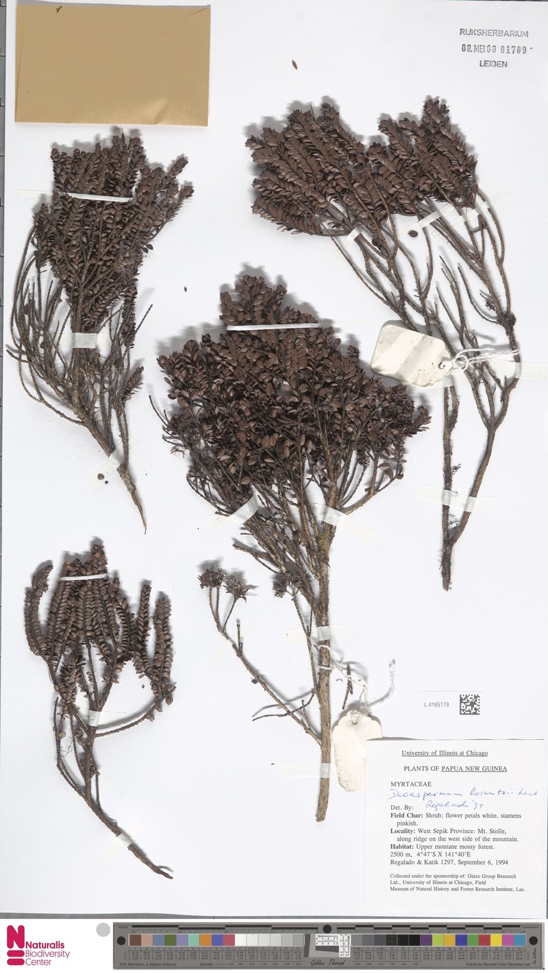 Decaspermum lorentzii photo 2