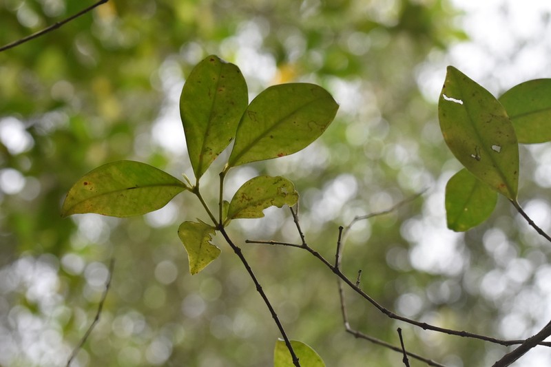 Decaspermum montanum