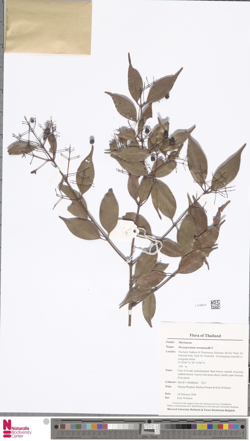 Decaspermum montanum photo 2