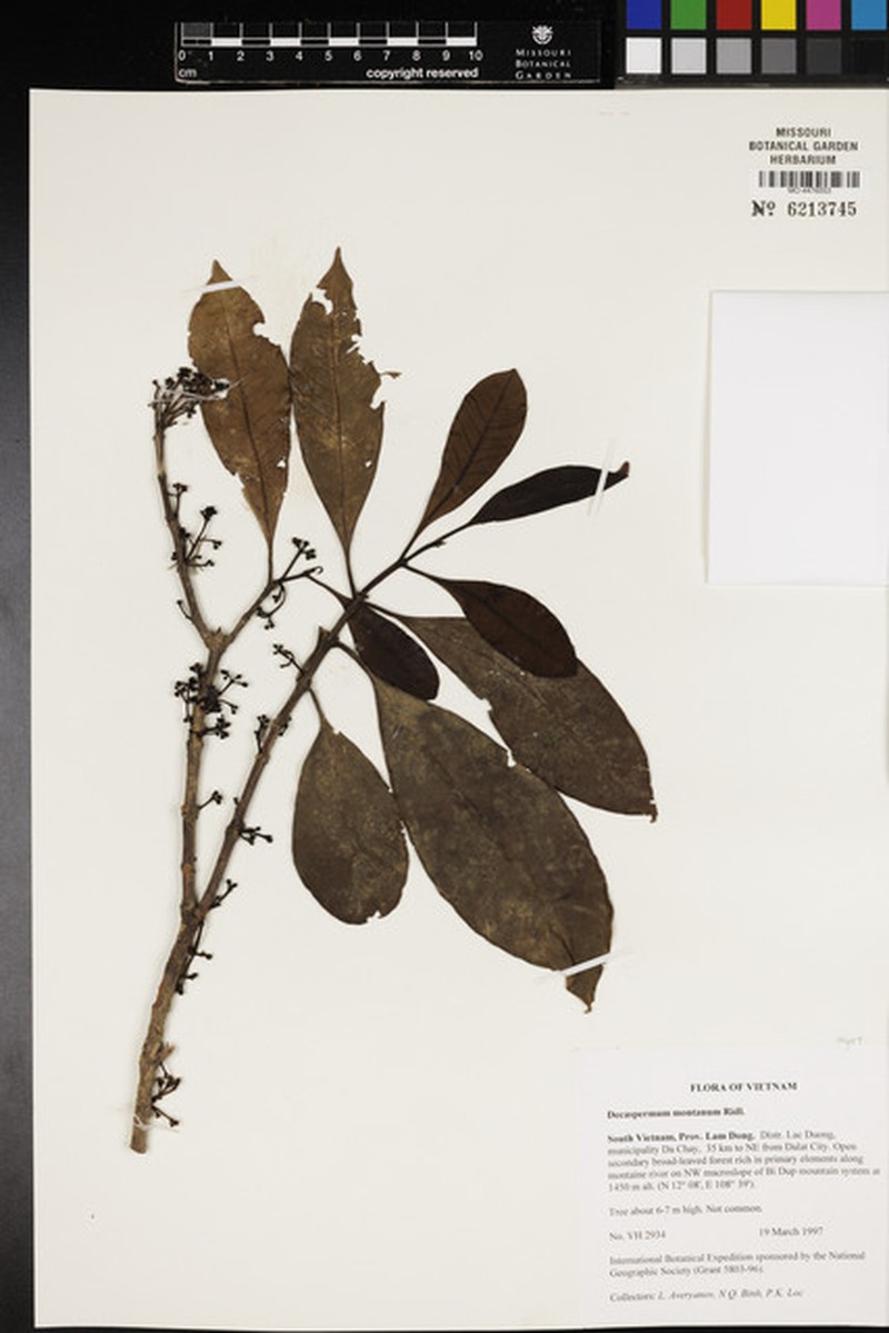 Decaspermum montanum photo 3