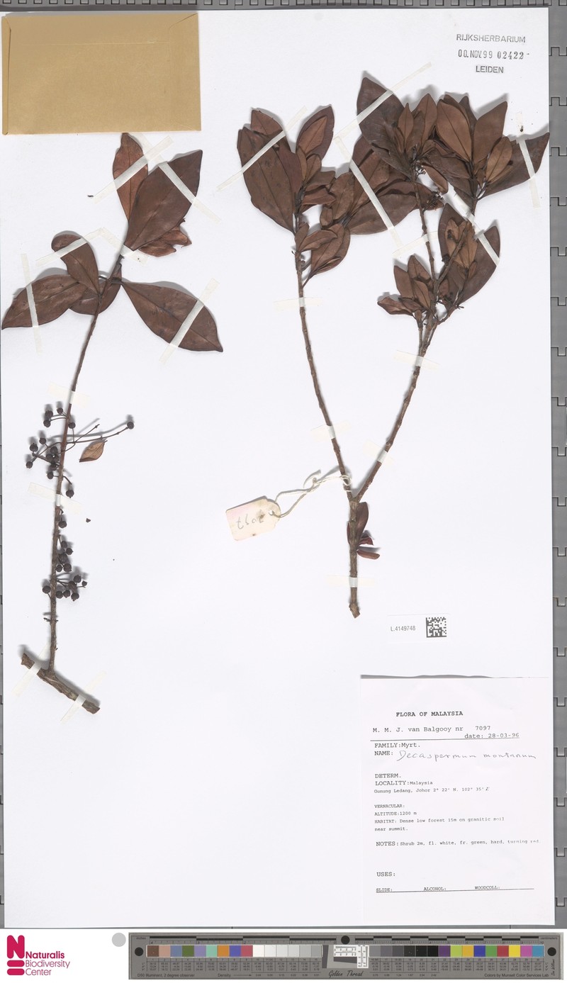 Decaspermum montanum photo 4