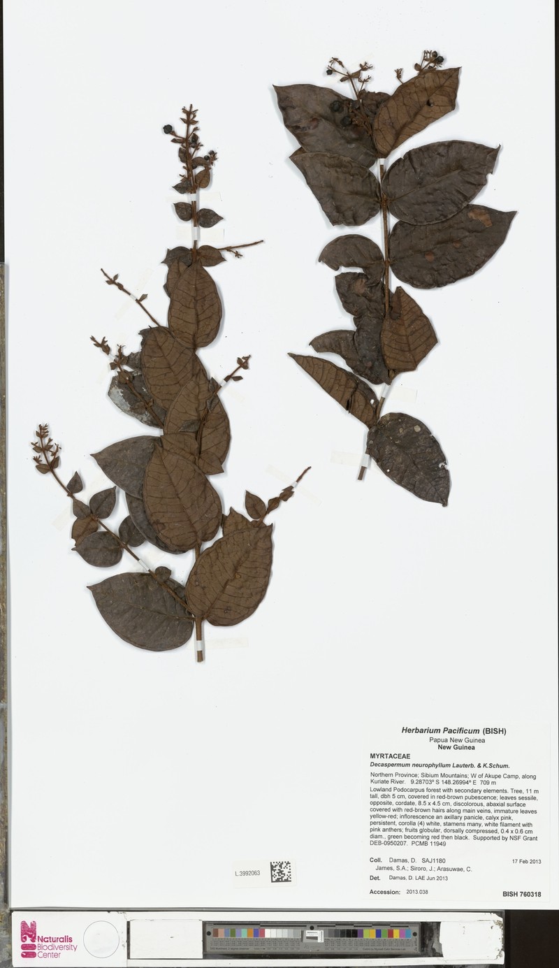 Decaspermum neurophyllum