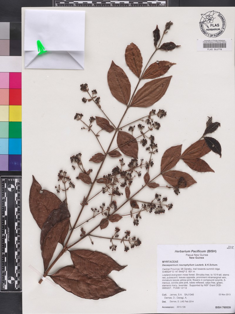 Decaspermum neurophyllum photo 2