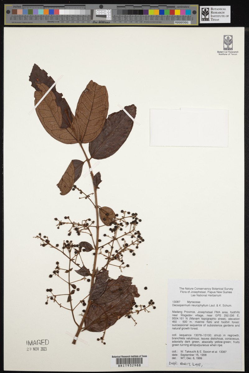 Decaspermum neurophyllum photo 3