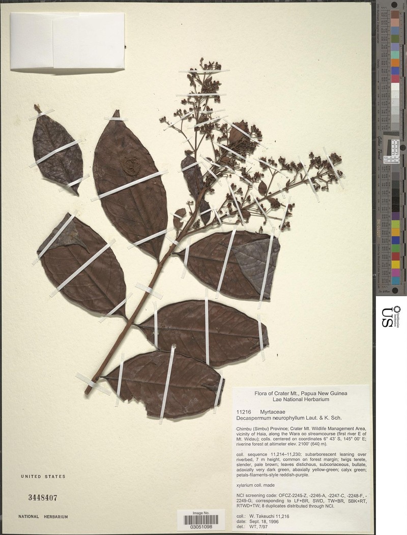 Decaspermum neurophyllum photo 4