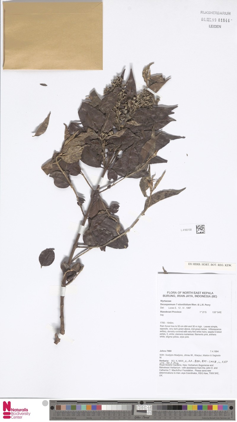 Decaspermum nitentifolium
