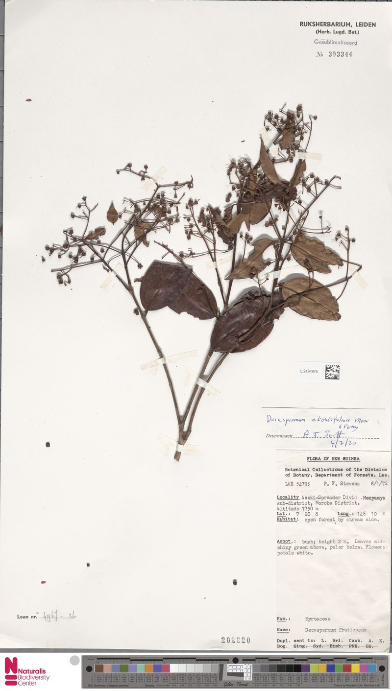 Decaspermum nitentifolium photo 2