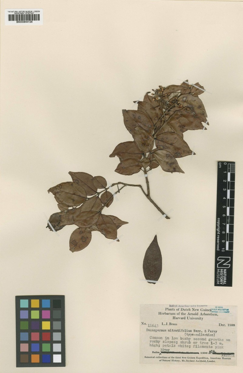 Decaspermum nitentifolium photo 3