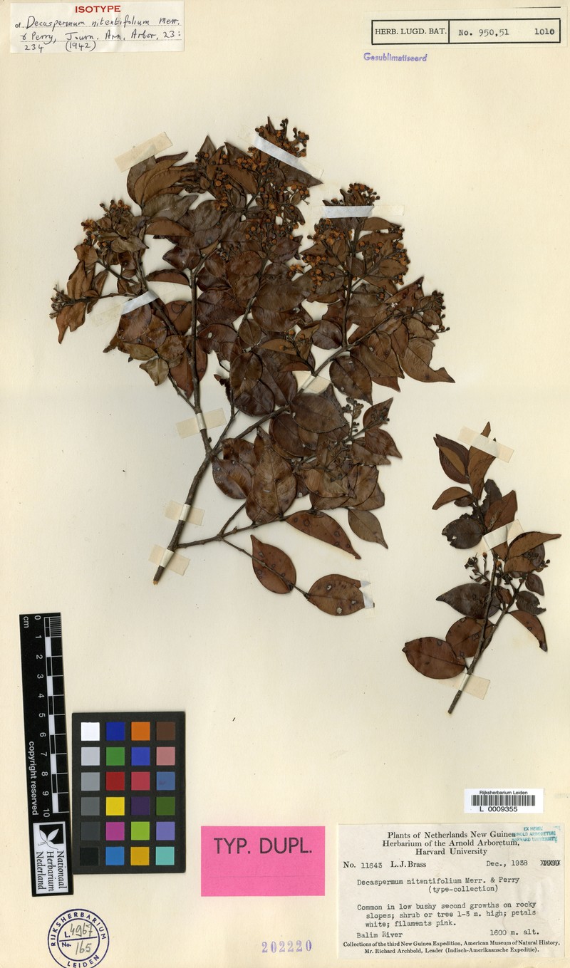 Decaspermum nitentifolium photo 4
