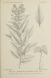 Silky Myrtle