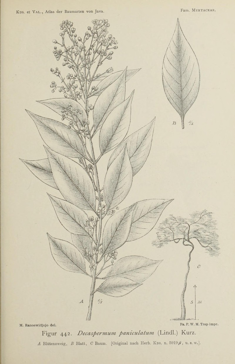 Silky Myrtle