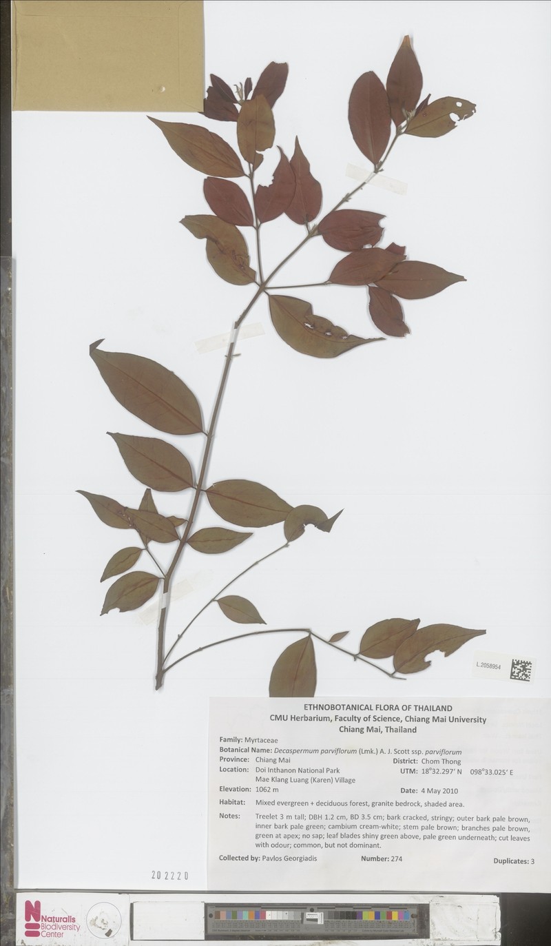 Decaspermum parviflorum subsp. parviflorum