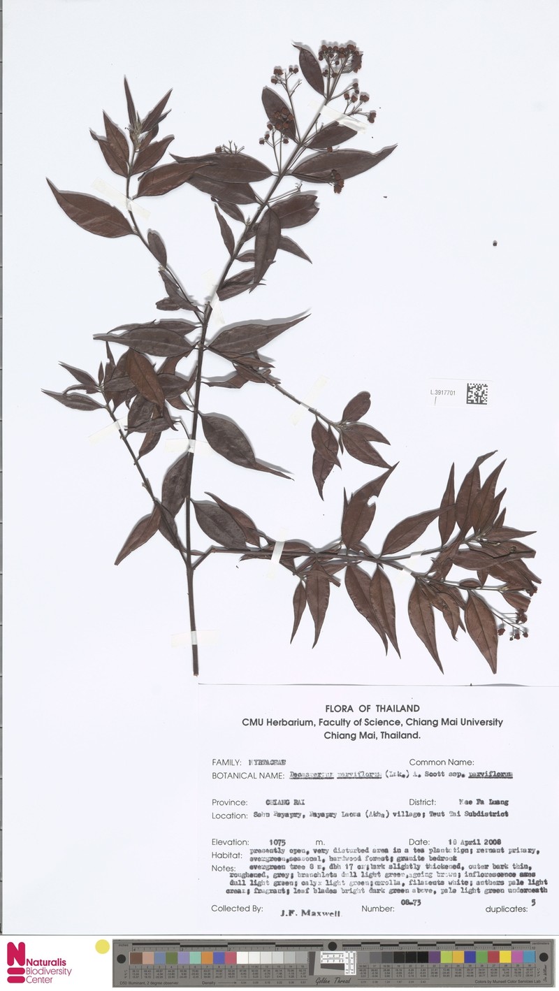 Decaspermum parviflorum subsp. parviflorum photo 2