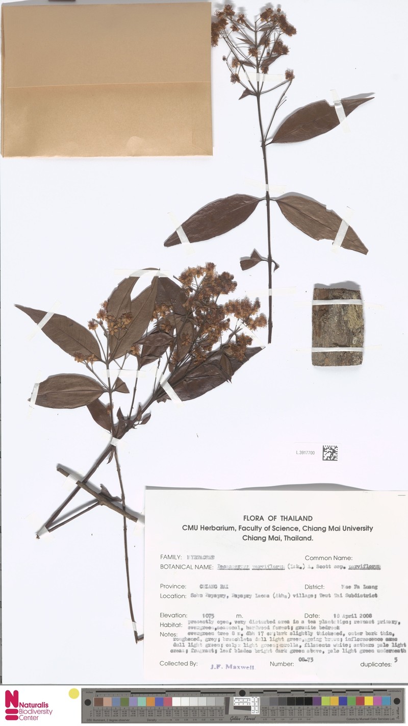 Decaspermum parviflorum subsp. parviflorum photo 3