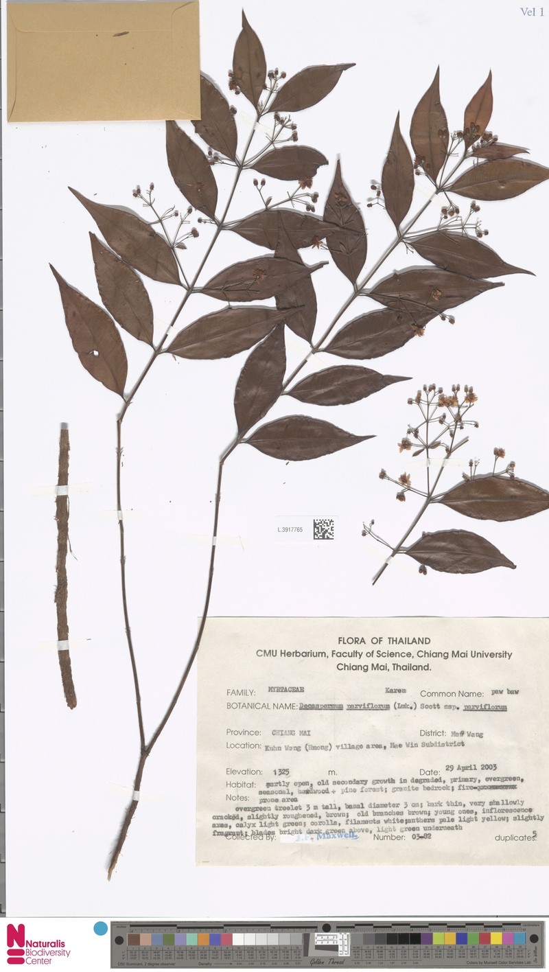Decaspermum parviflorum subsp. parviflorum photo 4