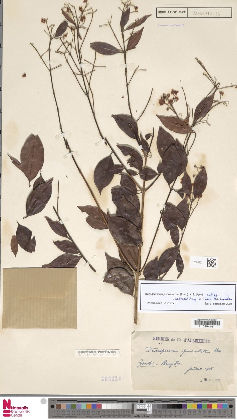 Decaspermum parviflorum subsp. quadripartitum