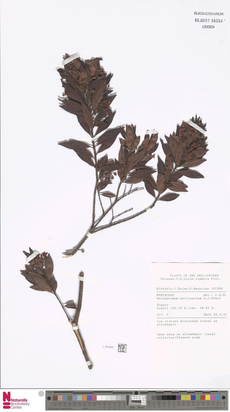 Decaspermum philippinum photo 3