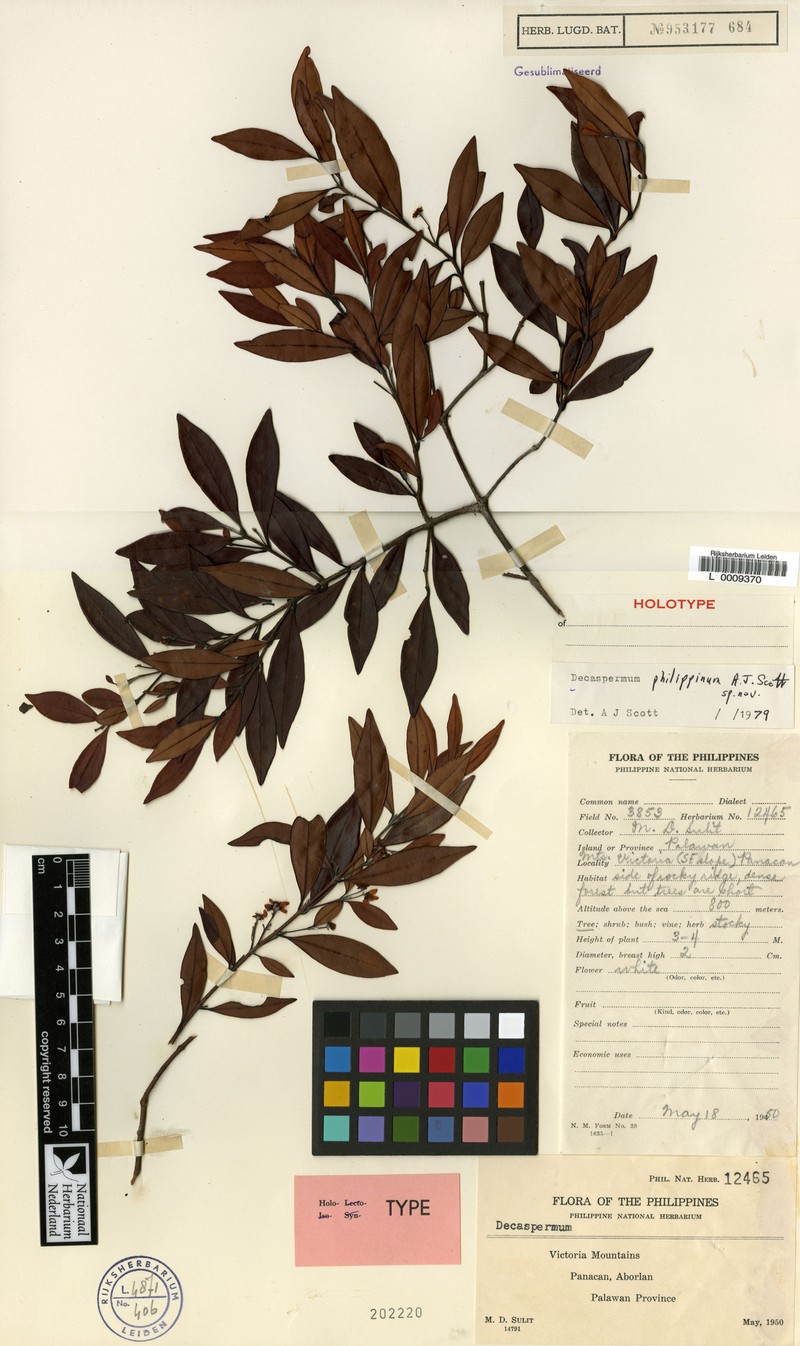Decaspermum philippinum photo 4