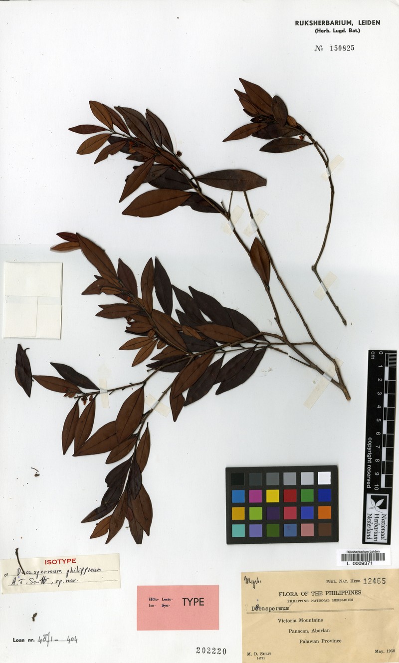 Decaspermum philippinum photo 5