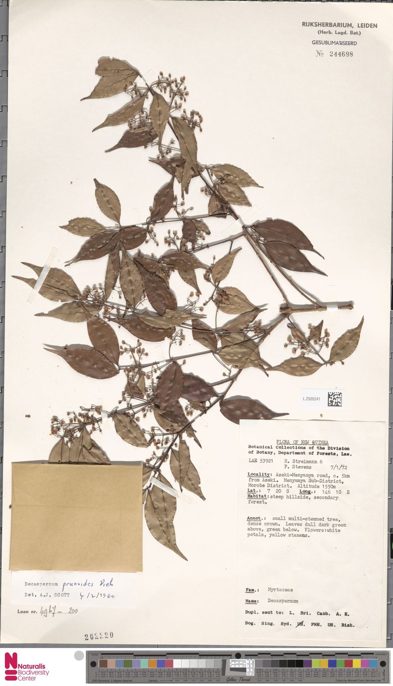 Decaspermum prunoides