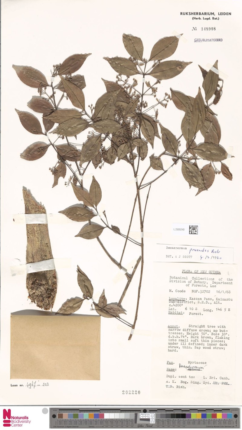 Decaspermum prunoides photo 2