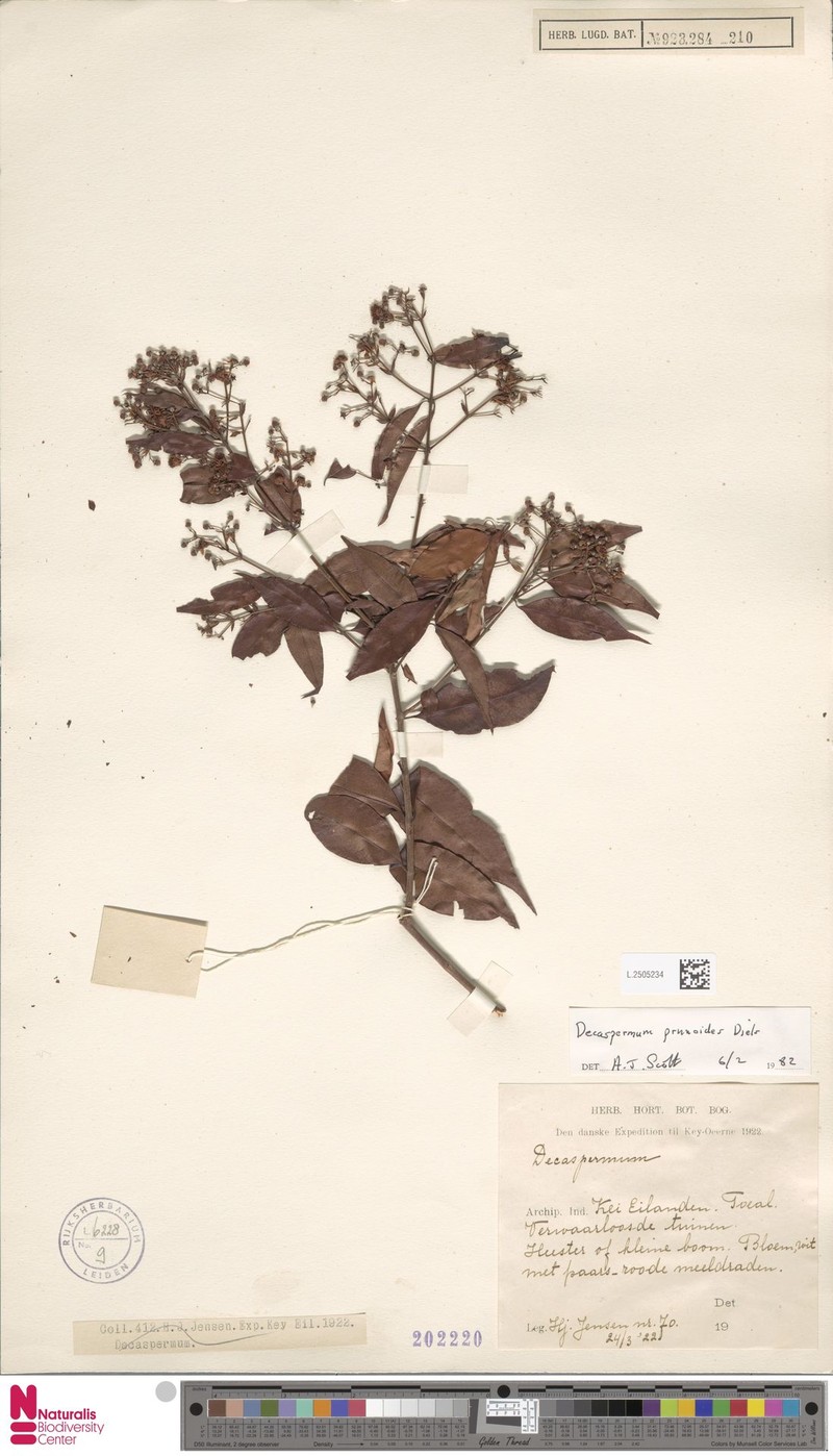 Decaspermum prunoides photo 3