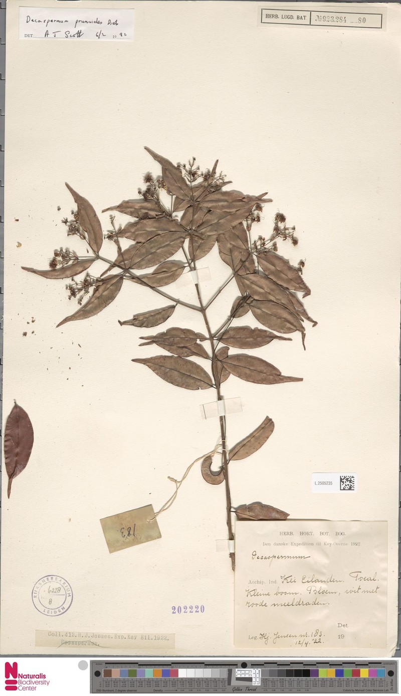 Decaspermum prunoides photo 4