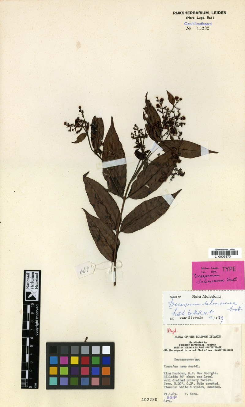 Decaspermum salomonense