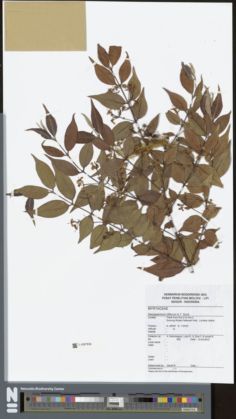 Decaspermum triflorum