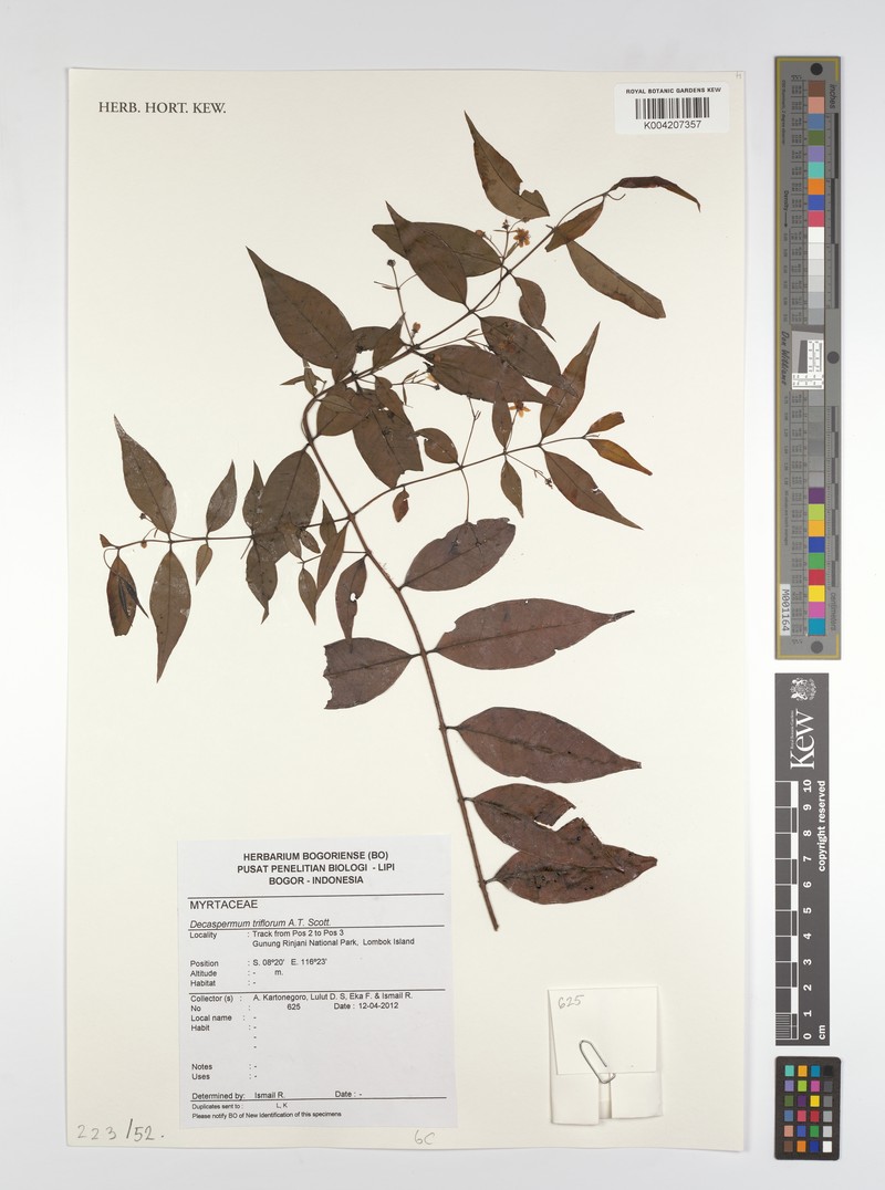 Decaspermum triflorum photo 2