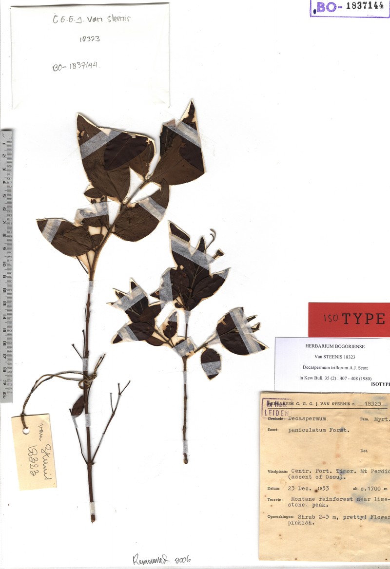 Decaspermum triflorum photo 3