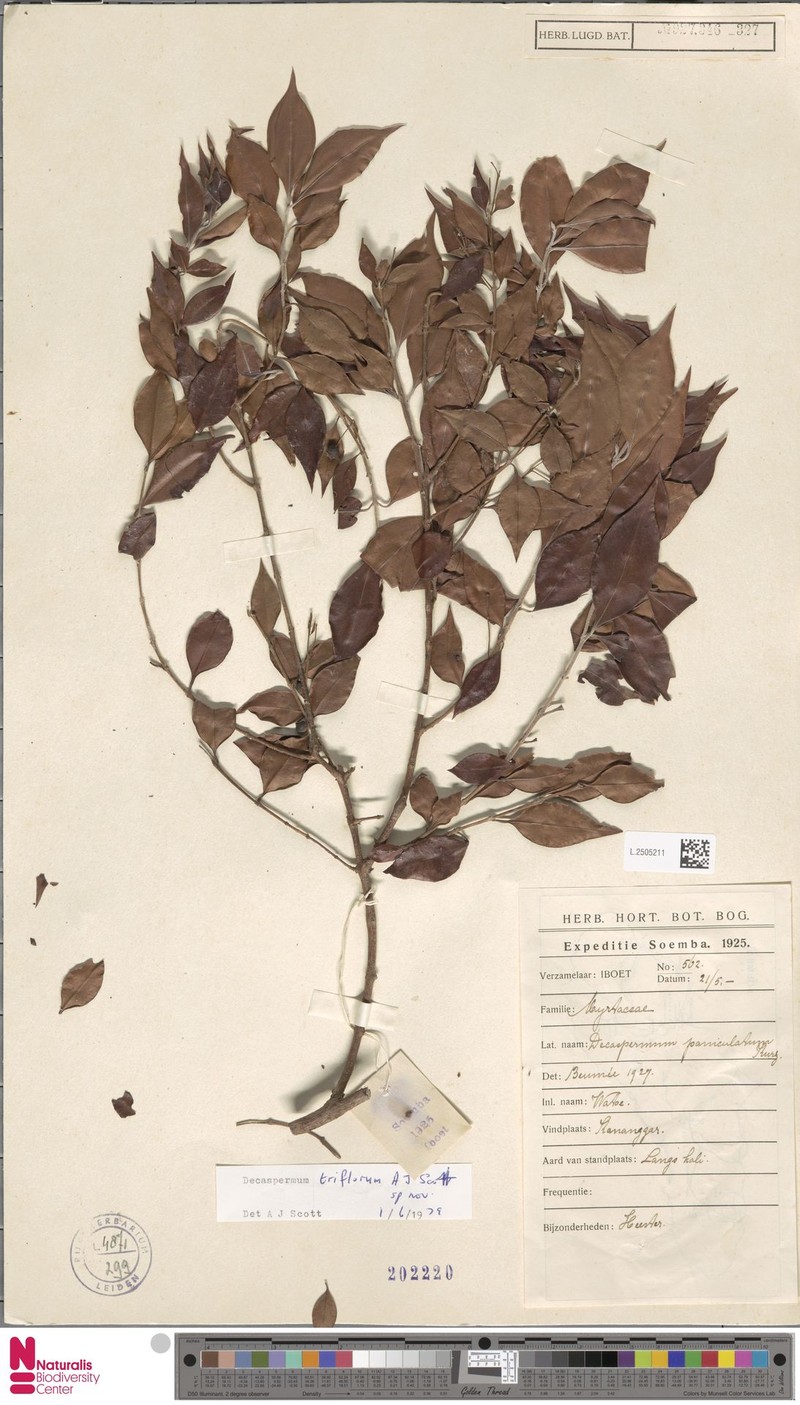 Decaspermum triflorum photo 4