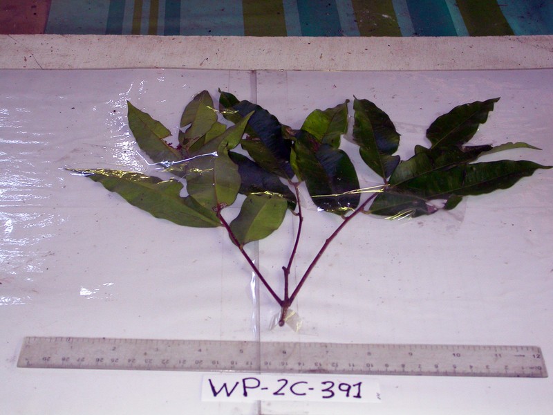 Decaspermum urvillei