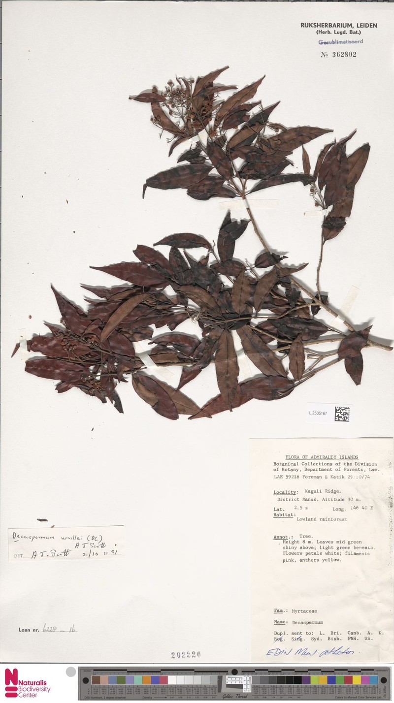 Decaspermum urvillei photo 2