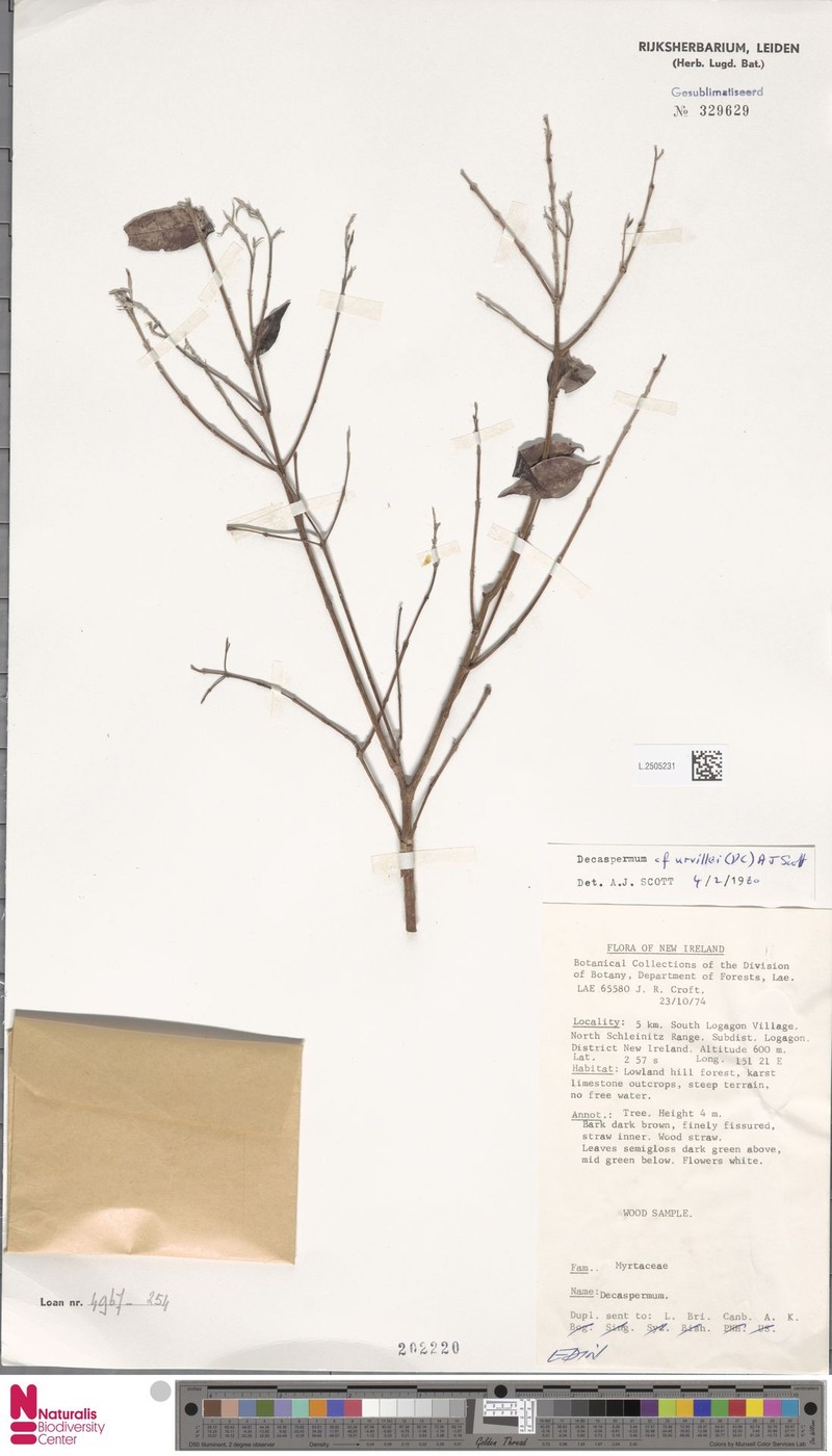 Decaspermum urvillei photo 3