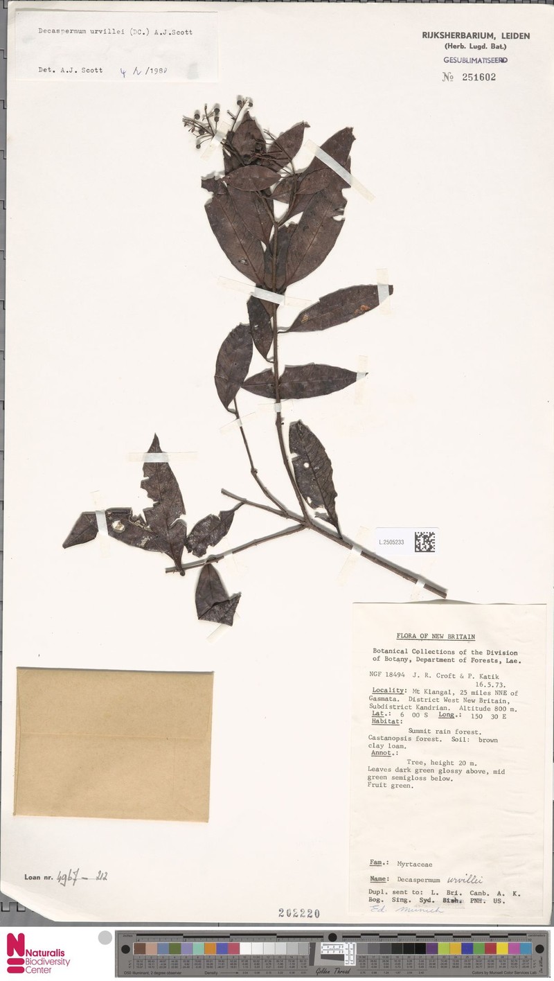 Decaspermum urvillei photo 4