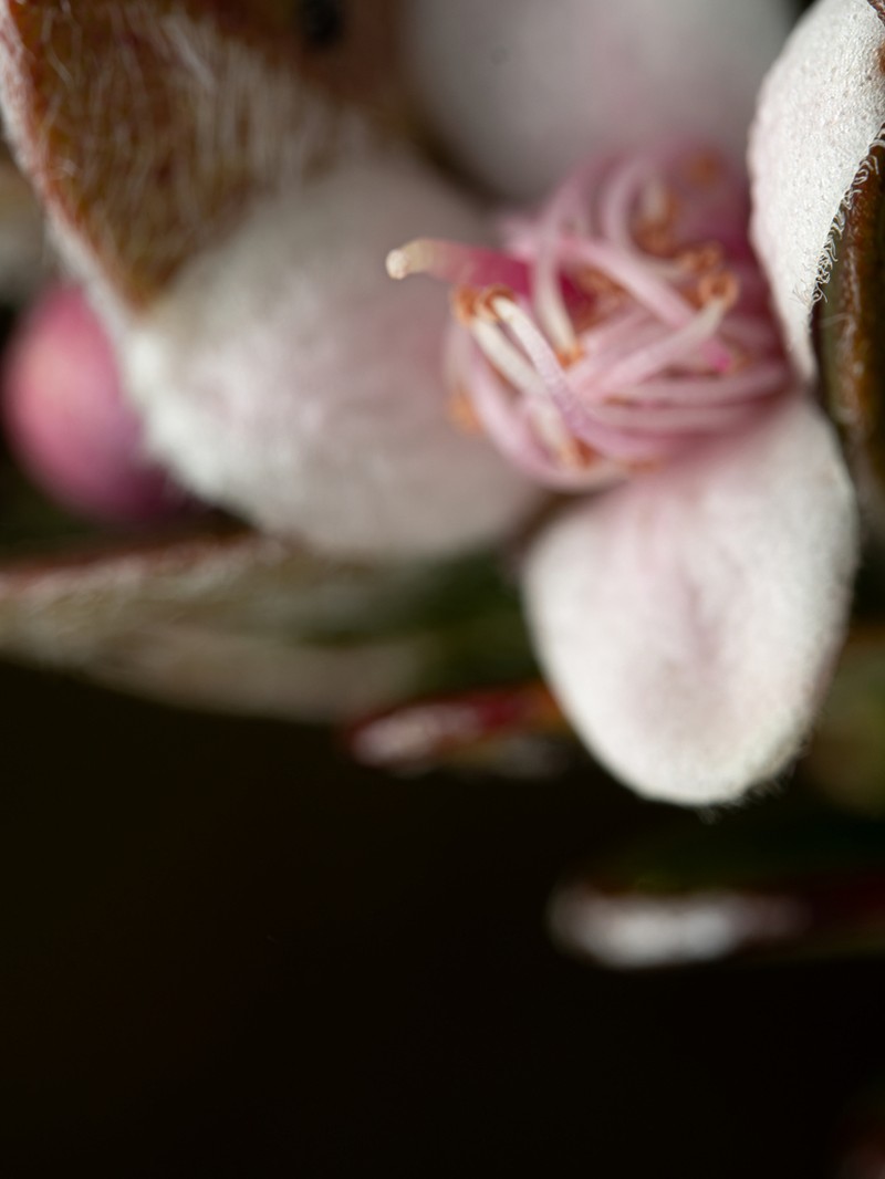 Decaspermum vitis-idaea photo 4