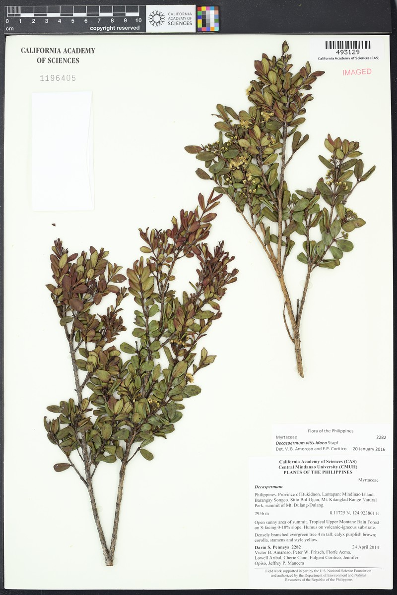Decaspermum vitis-idaea photo 8