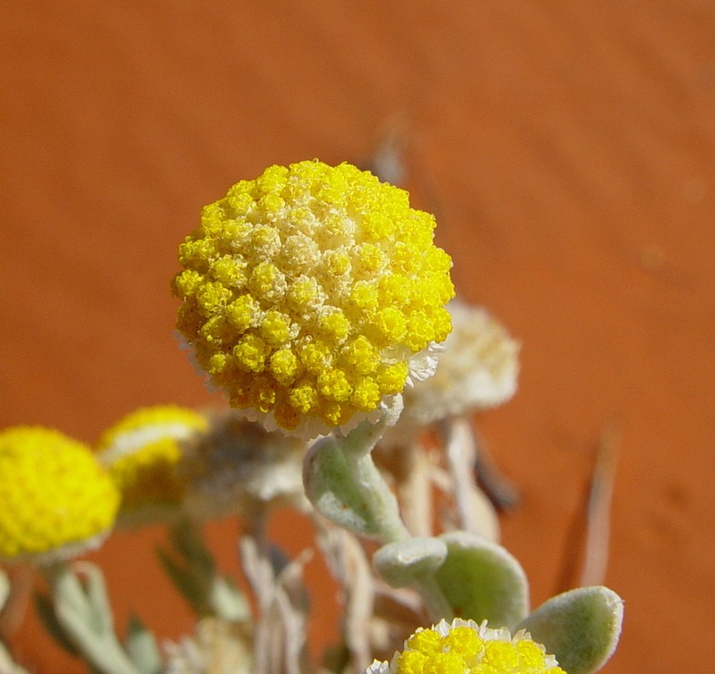 Decazesia hecatocephala photo 2