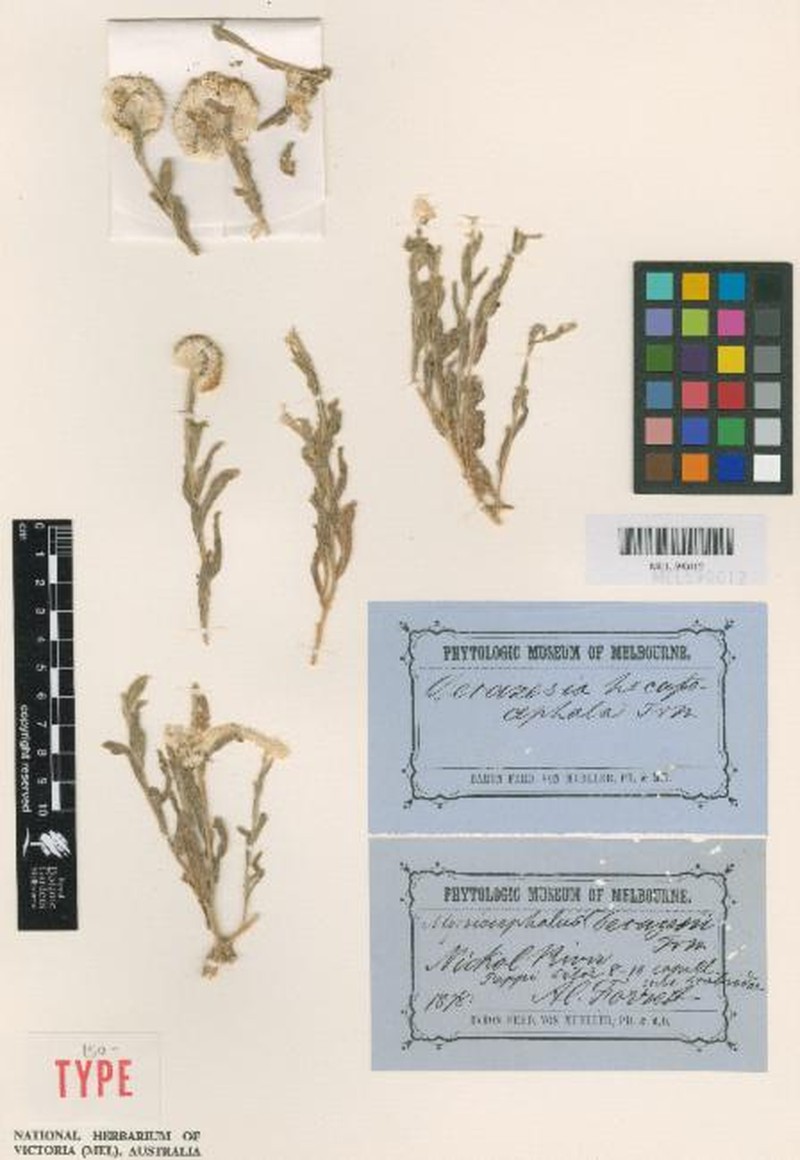 Decazesia hecatocephala photo 4