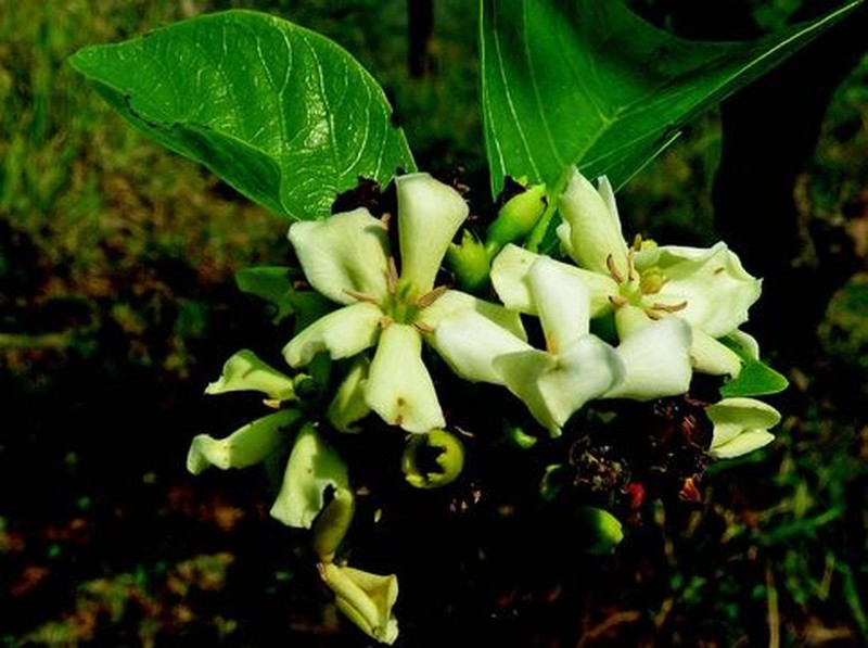 Deccania pubescens