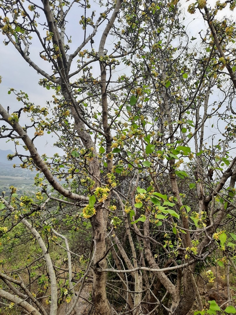 Deccania pubescens photo 2