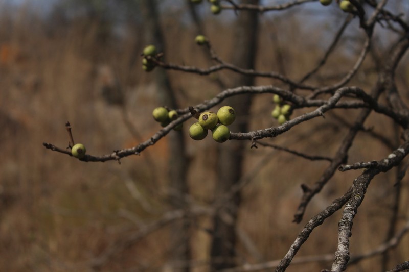 Deccania pubescens photo 3