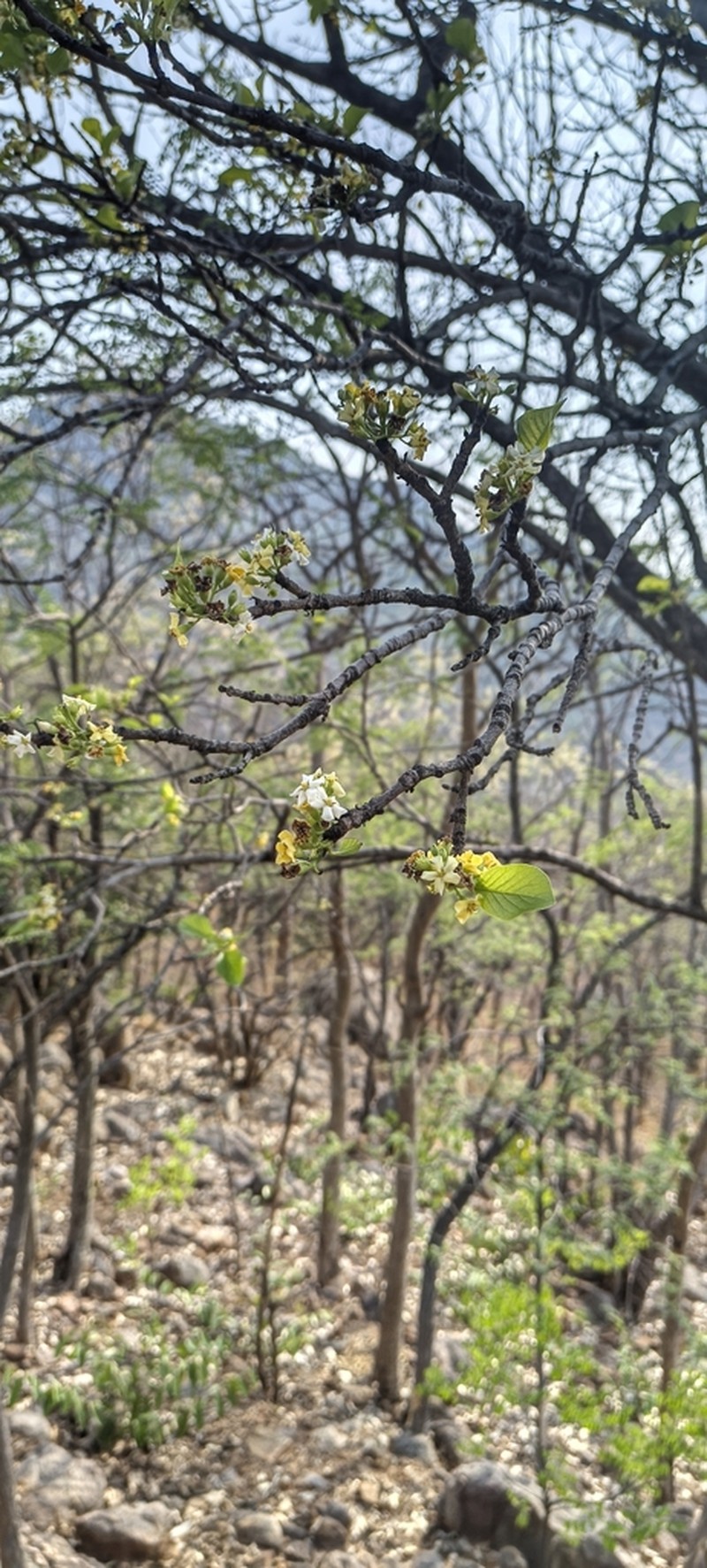 Deccania pubescens photo 4