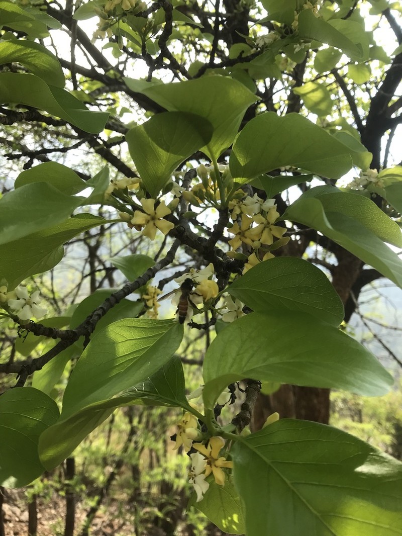 Deccania pubescens photo 5