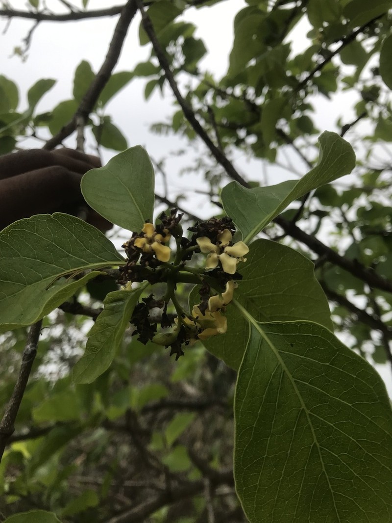 Deccania pubescens photo 6