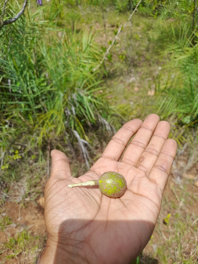 Deccania pubescens photo 7